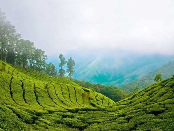 Дарджилинг и Гималаи