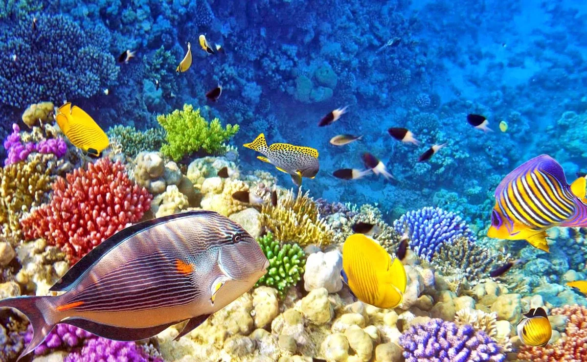 Дайвинг на легендарных сайтах