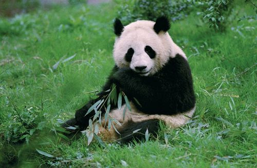 Гигантские панды в Чэнду