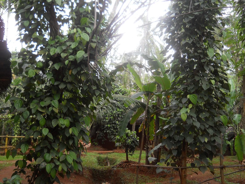 Сад специй в Матаре