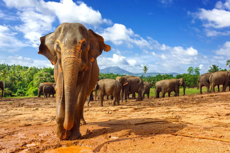 Слоновий питомник в Пиннавеле