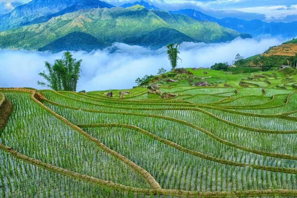 Сапа (Sapa) и рисовые террасы